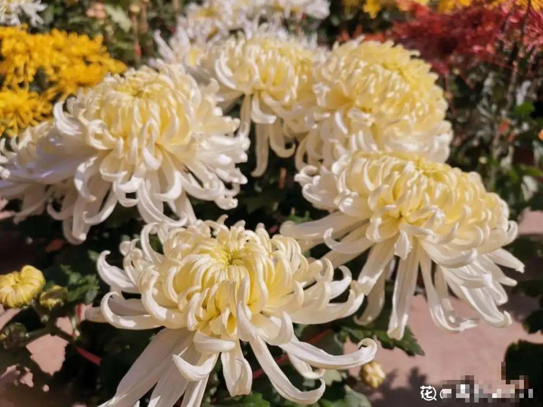 十一赏花图谱，看了啥花都认识，不用问别人！