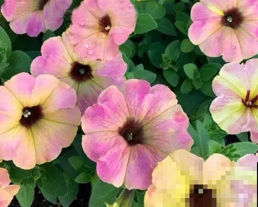 家里养盆矮牵牛，狠心掐一掐，开花更易爆盆