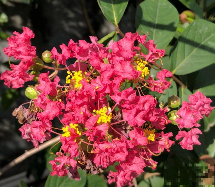 紫薇花开得小,别急,原因很多,进来查一查! 紫薇花开得小,别急,原因很多,进来查一查!
