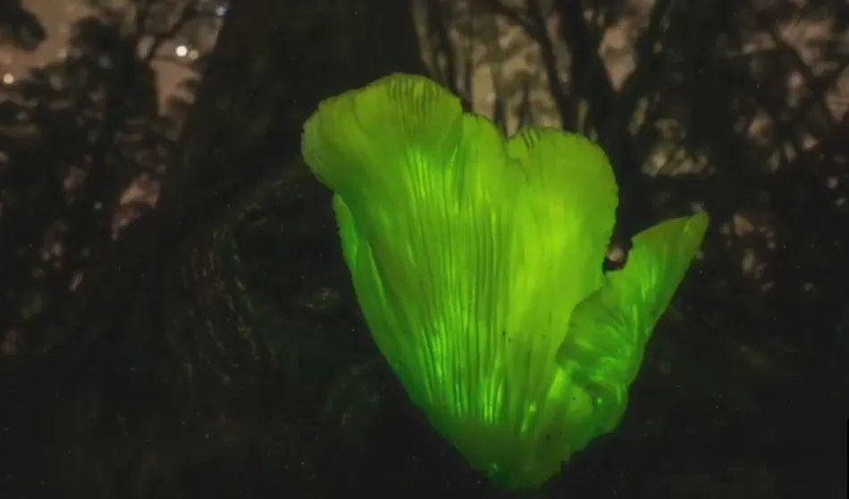 路边看到这种花，赶紧跑，离得越远越好！