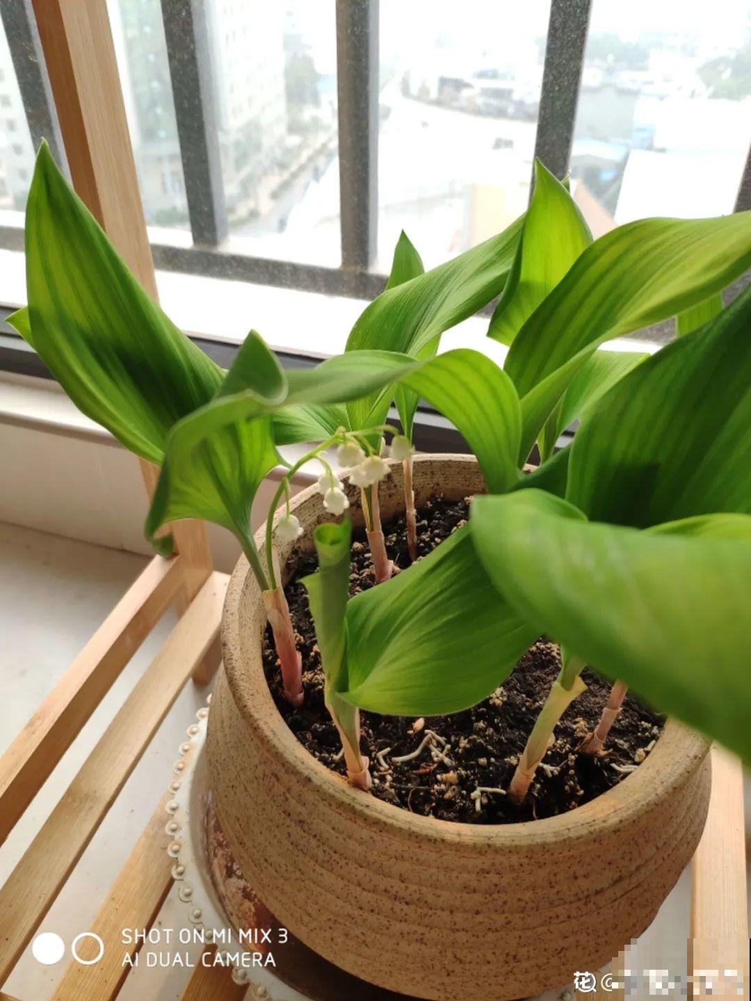 南方花友请注意，这几种花先别买，买回家就挂！