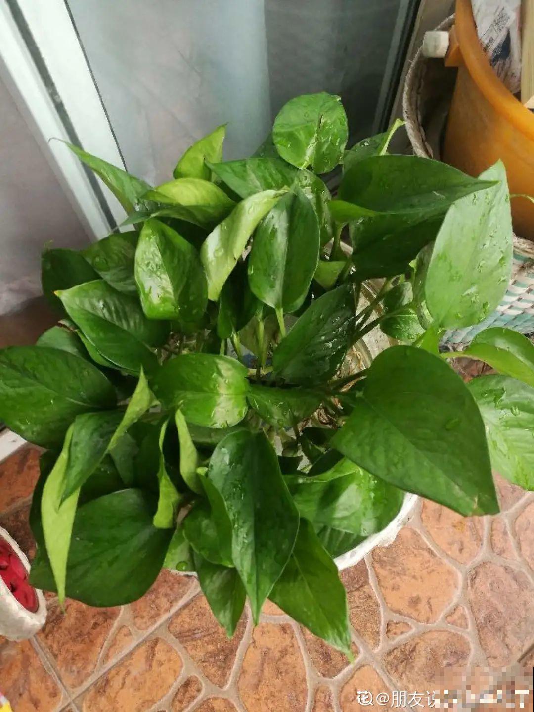 这花冬天要冻死,抓紧埋土里,还能活命! 这花冬天要冻死,抓紧埋土里,还能活命!