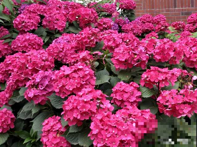 天凉了，9种花不能修剪，剪了以后不开花！