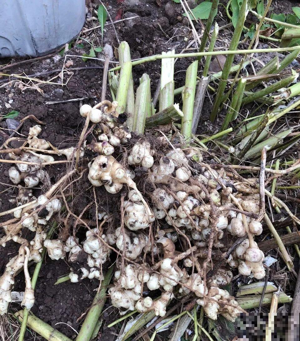 白菜在家养了8年,养成了老桩,长得可旺盛! 白菜在家养了8年,养成了老桩,长得可旺盛!