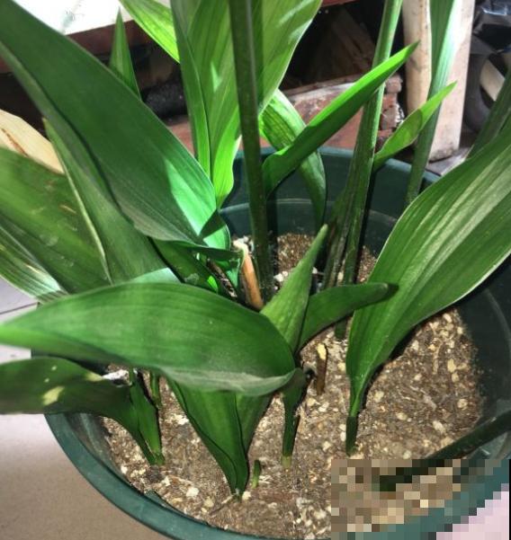 胜过绿萝的花卉，长这个样子，看过就爱上！