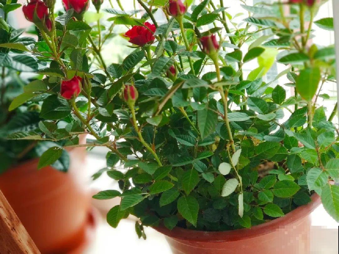 秋天特难养的花，养不活难受，还惹一肚子气！