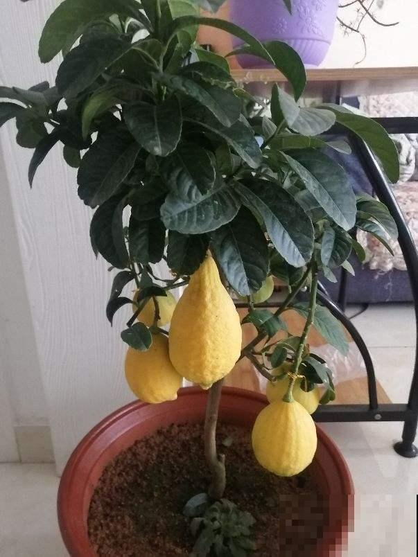 家里养盆金桔,枝头挂满“黄金果”,寓意还好 家里养盆金桔,枝头挂满“黄金果”,寓意还好