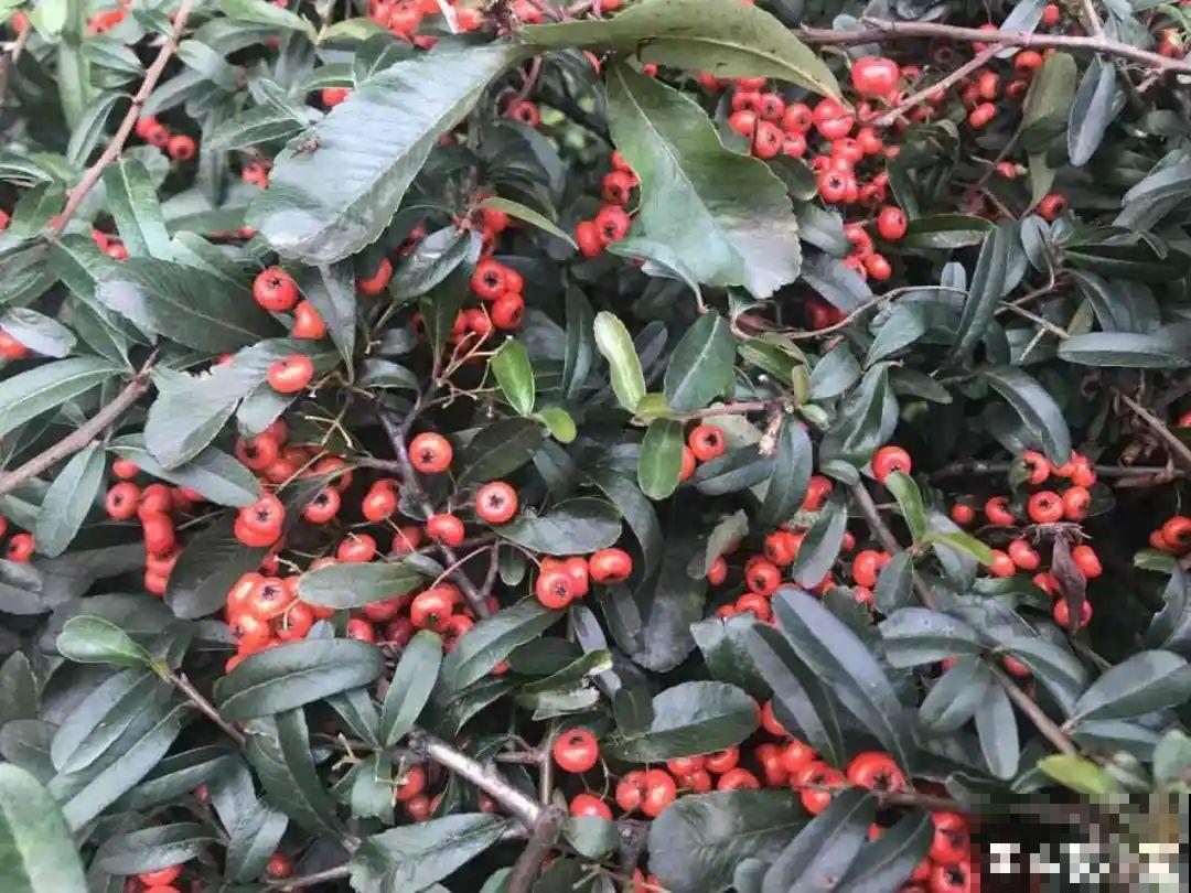 农村当柴火的花，花市卖得可贵，你认识几种？