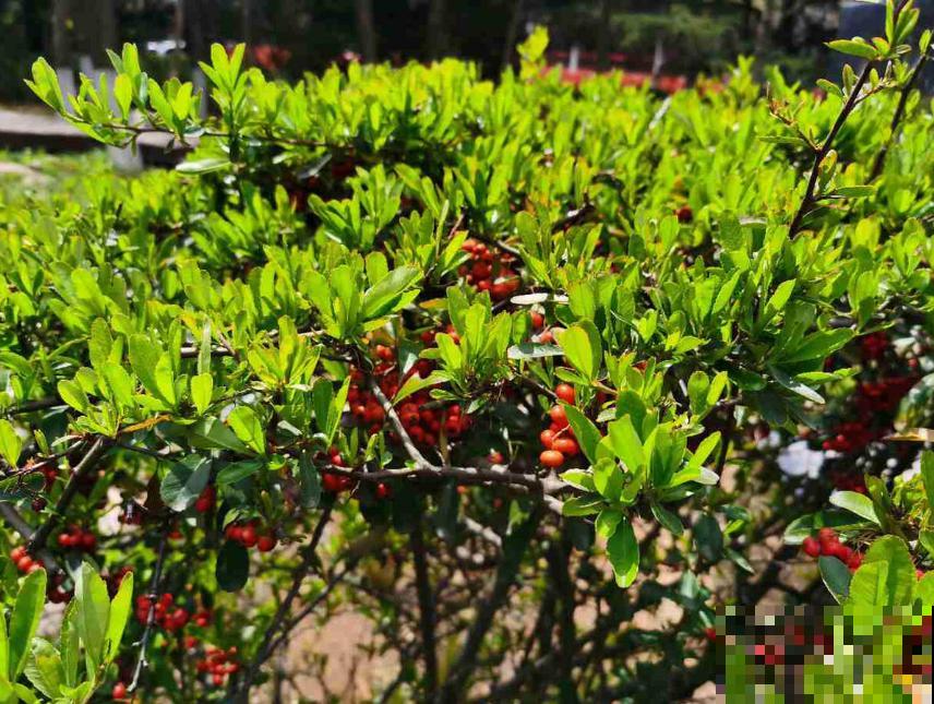 火棘盆景好制作，剪根枝条就能行，零成本，高回报！