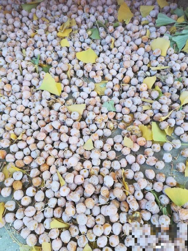 秋分后，绿化带捡种子，回家撒土里就活！