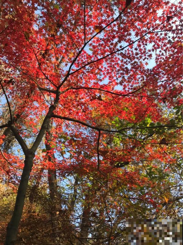 天冷了，花的叶子也能变色，一天一个样！