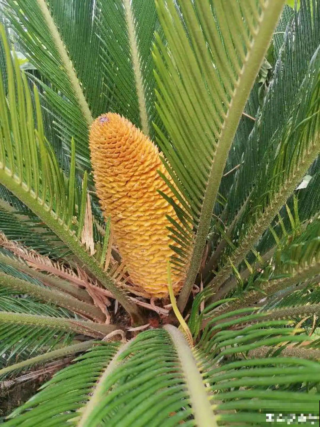 铁树开花，生了一窝“蛋”，千万别乱掏！