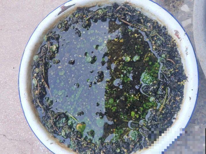 离家半个月，回来花全死了，别扔，还有救！