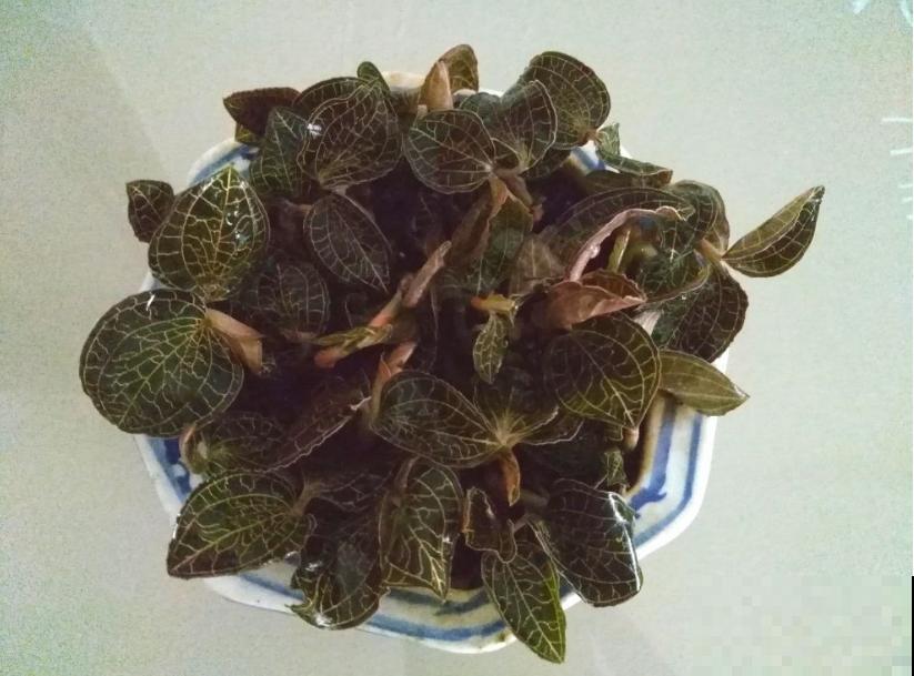如“掐丝”般精致的金线莲，价值极高，一棵难求！