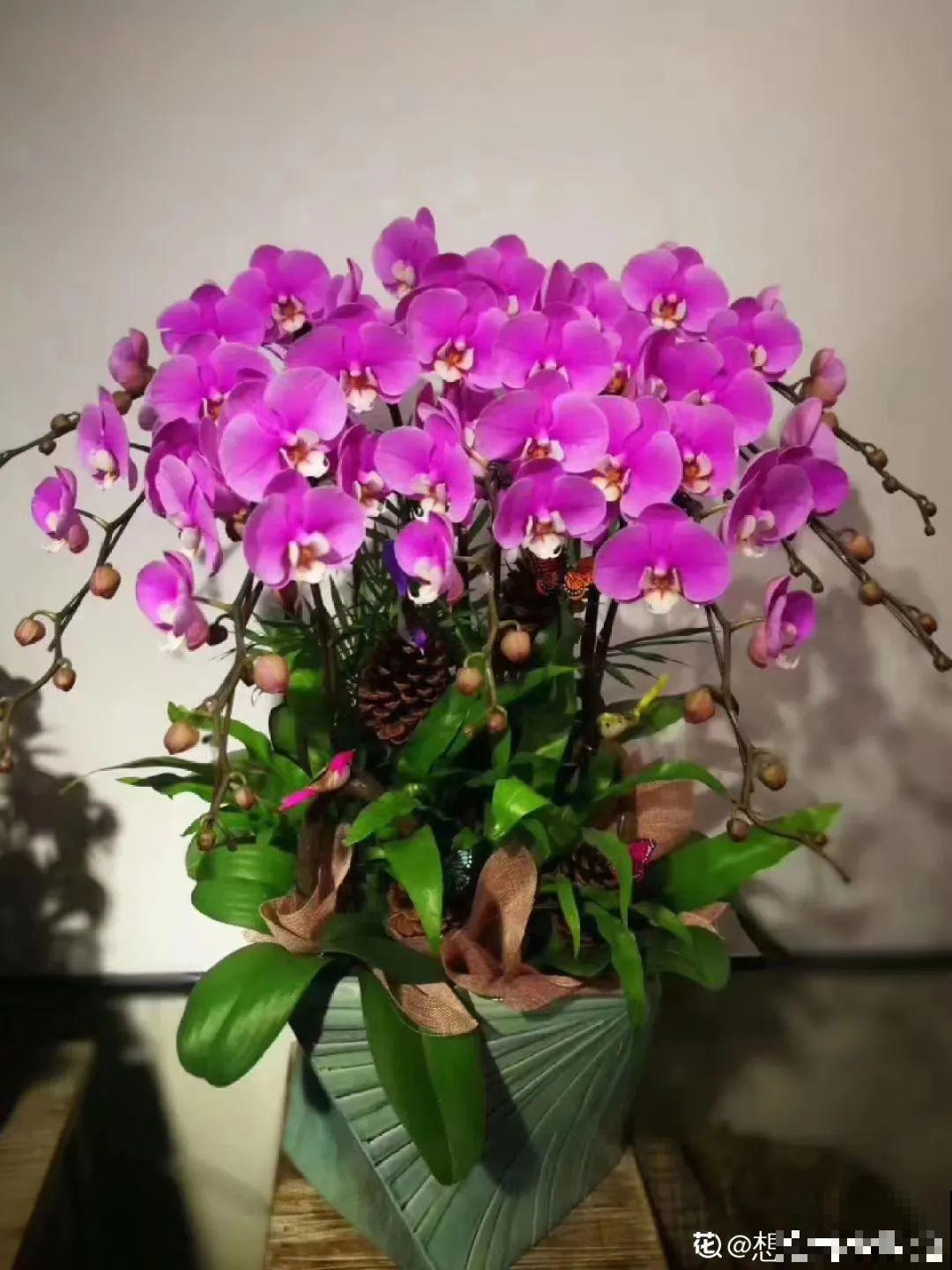 不同花卉耐寒程度不同,要根据品种来养护 不同花卉耐寒程度不同,要根据品种来养护