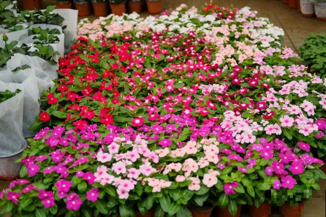 逛花市必买的花，十月入手刚刚好，不买亏大了！