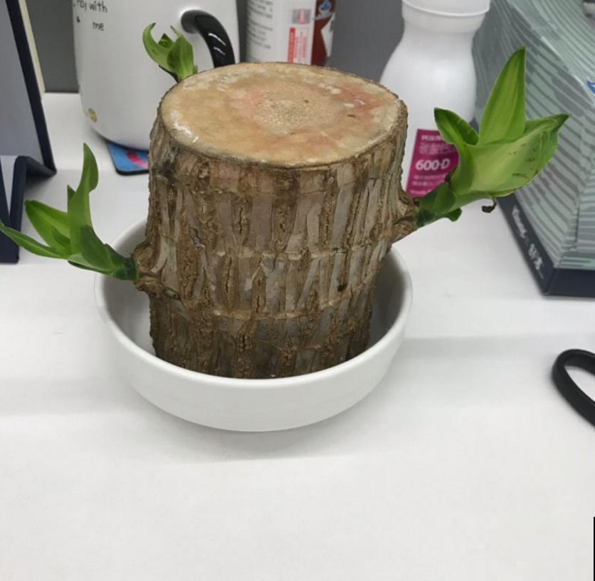 格鲁特小木桩太火，小木桩泡水里，嗖嗖冒出绿叶子！