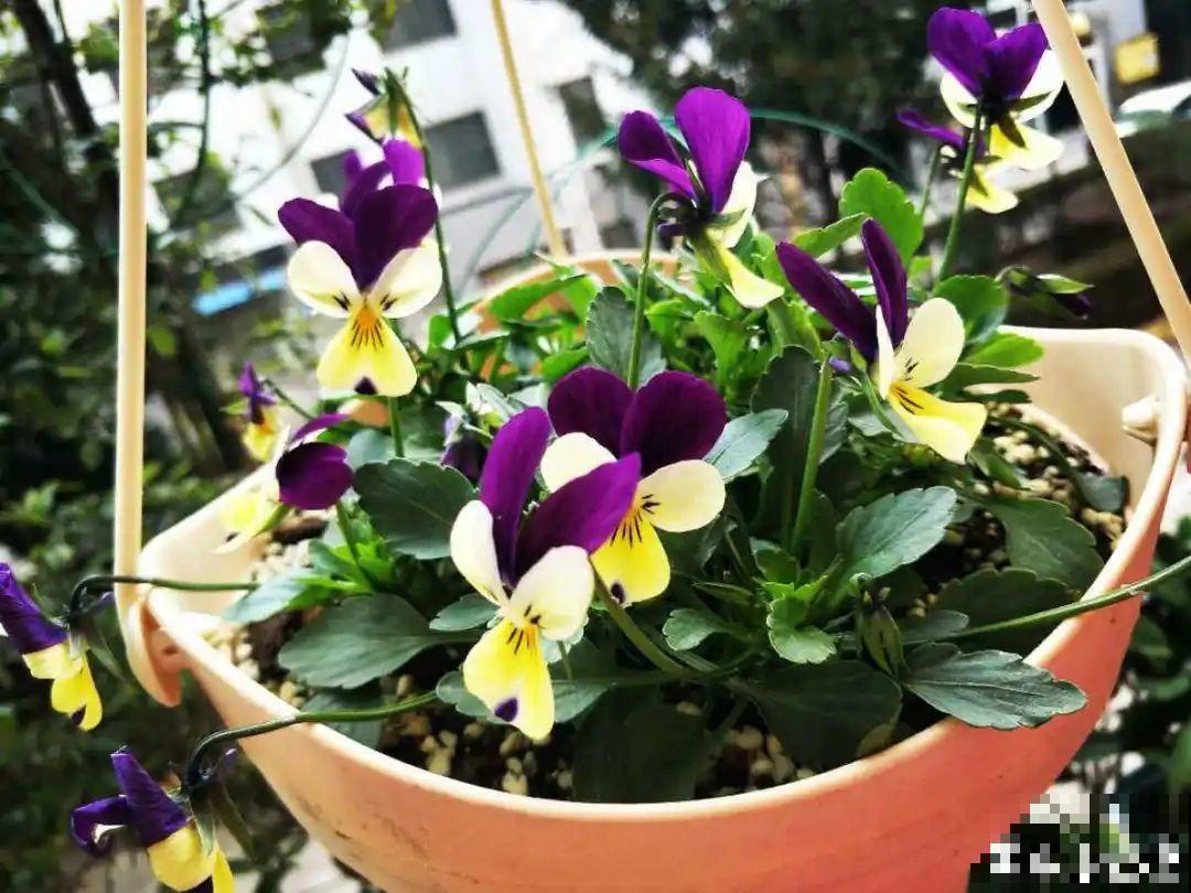 家里养了一盆“兔子花”，越冷越开花，呼呼开爆盆