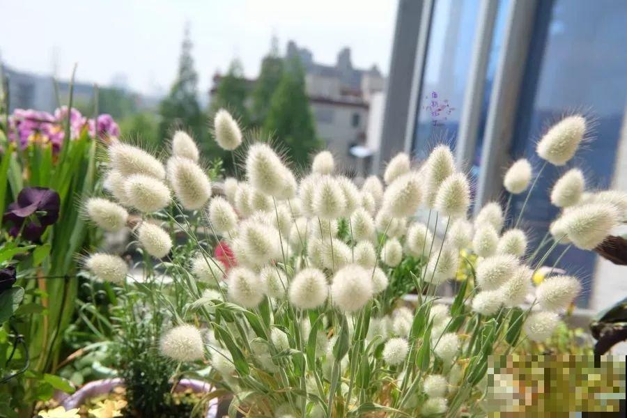 农村没人要的草，薅一把种院子里，很多土豪都在养！