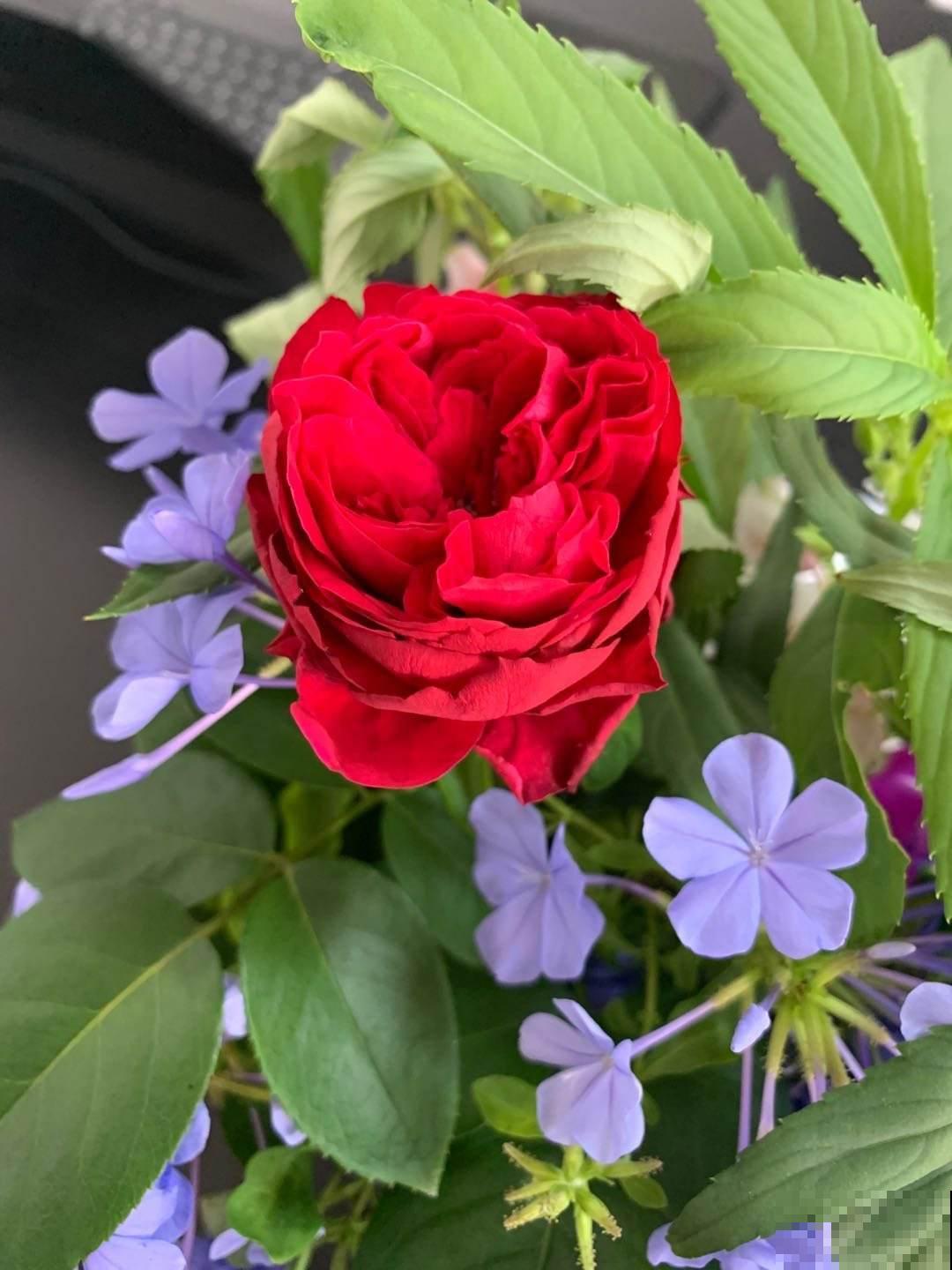 秋天养沙漠玫瑰，开花更多，俩月不浇水照常生长