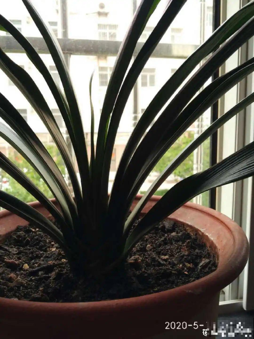 秋天开始降温了,9种花放外面冻一冻,开出饱满大花球 秋天开始降温了,9种花放外面冻一冻,开出饱满大花球