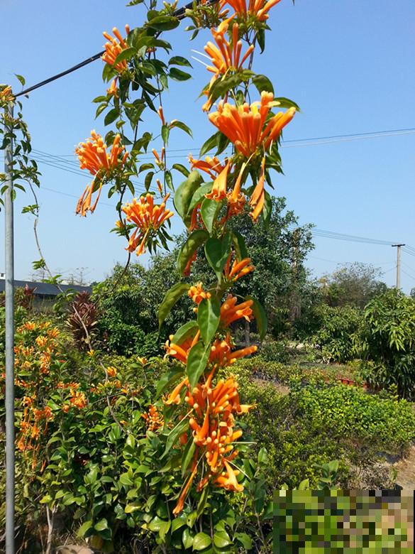 房顶上养了一株花，邻居叫我赶紧砍掉，真是为难！