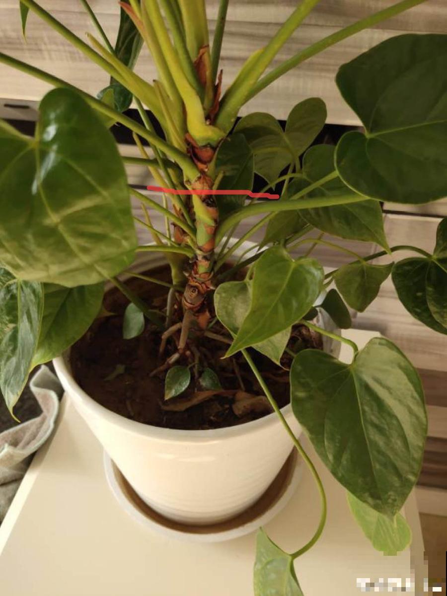 8种花，养嫩不养老，老了要多修剪！