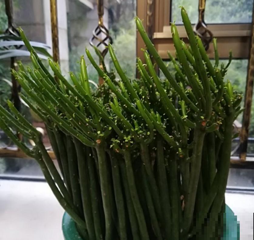 光棍树不好惹，白色液体碰不得，要小心！