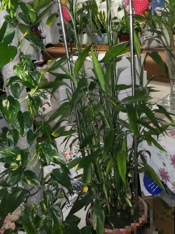 朋友送的富贵竹，长了快3米高，家里快放不下了