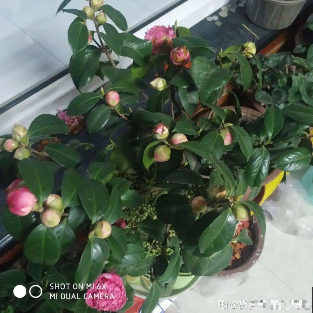 秋天开始降温了,9种花放外面冻一冻,开出饱满大花球 秋天开始降温了,9种花放外面冻一冻,开出饱满大花球