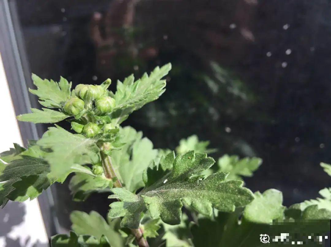 蟹爪兰冒了100个花苞，被她剪了70个，心疼！