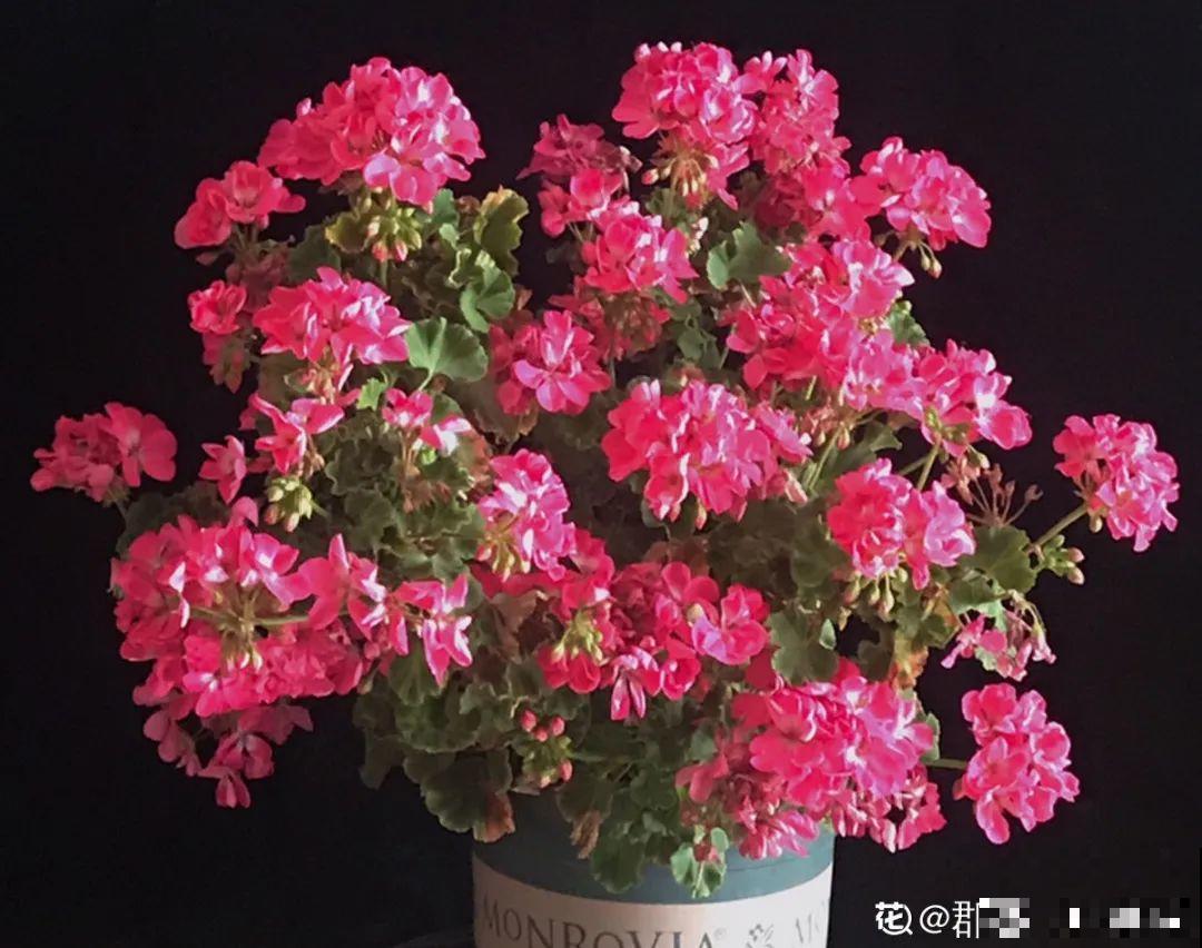 8种花，养嫩不养老，老了要多修剪！