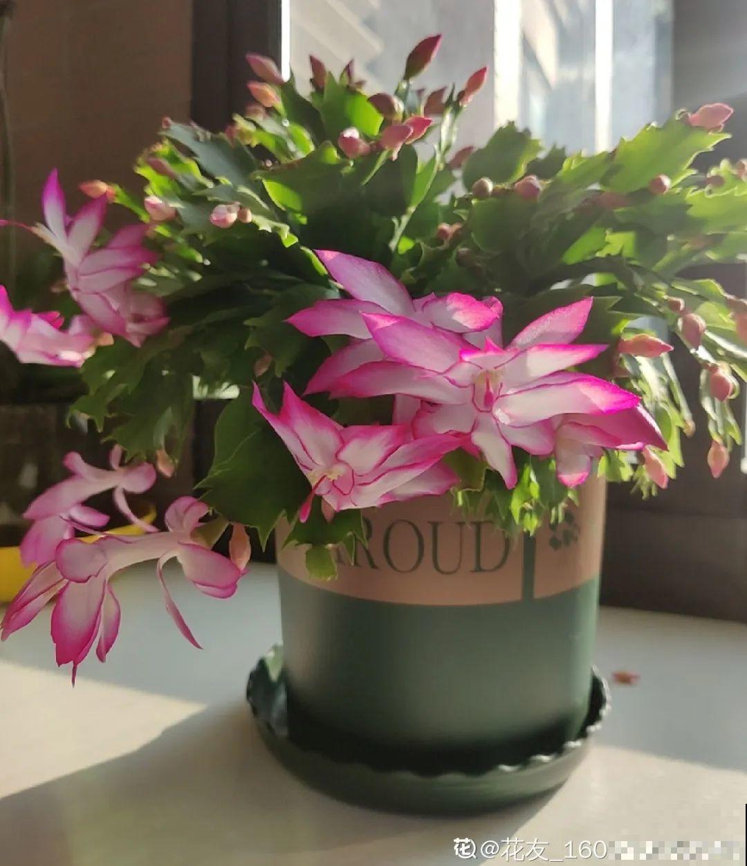 现在养蟹爪兰，1片叶子冒8朵花，下个月全开了！