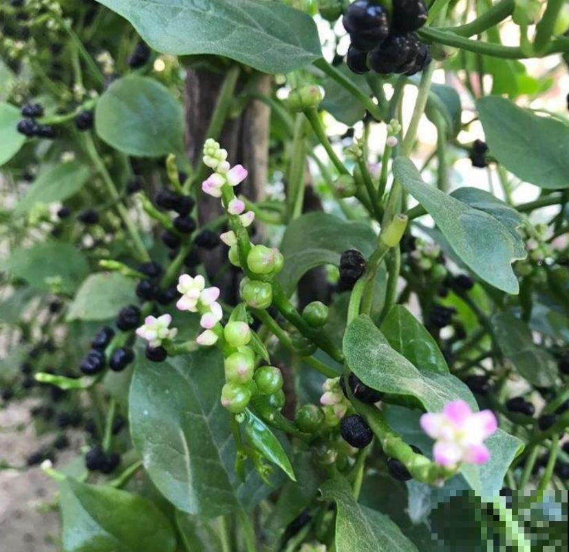 落葵益处多,好吃还有营养,养几棵赚大了! 落葵益处多,好吃还有营养,养几棵赚大了!