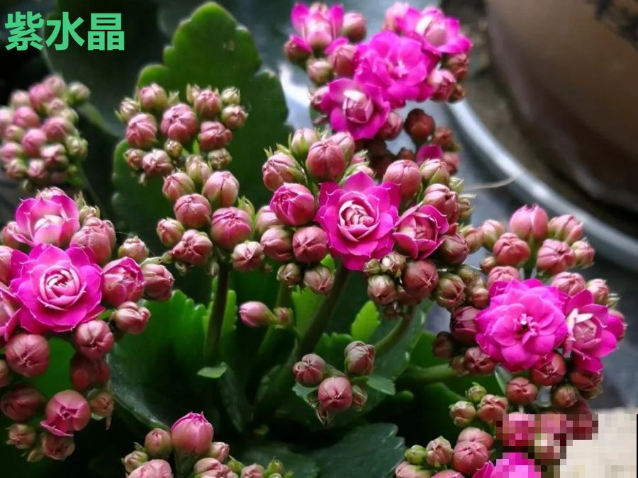 这种花品种多,花型好,养了你就爱上了! 这种花品种多,花型好,养了你就爱上了!