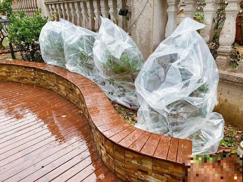 11月,千万别买这种花,养不活惹一肚子气! 11月,千万别买这种花,养不活惹一肚子气!