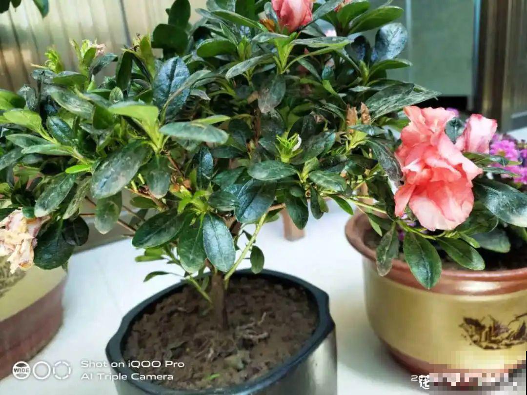 秋天特难养的花，养不活难受，还惹一肚子气！