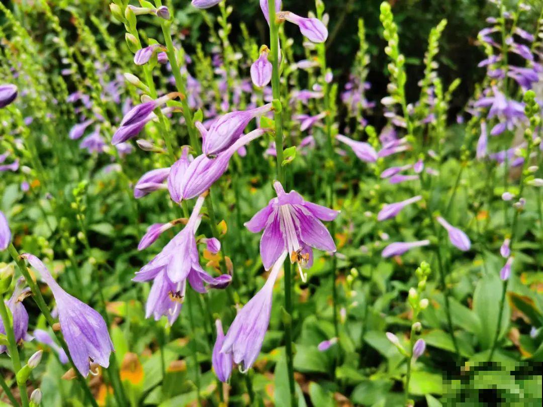 逛花市必买的花，十月入手刚刚好，不买亏大了！