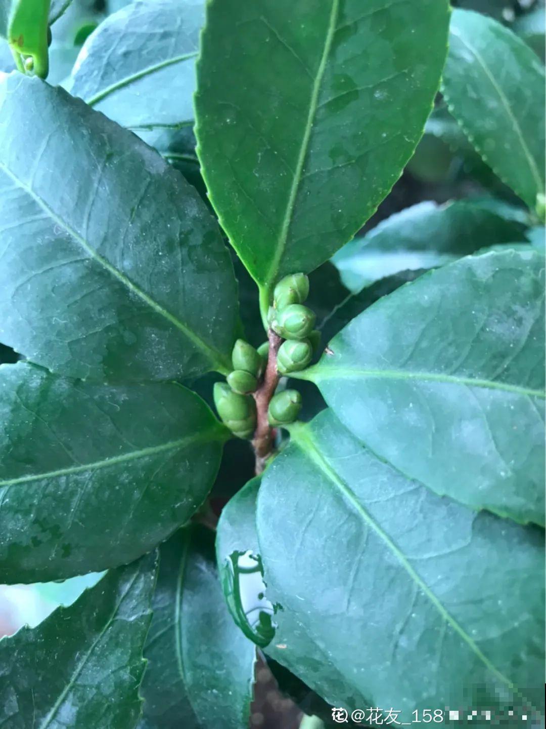 冒出来的花苞全剪了,气的人肝疼,1个月后竟然爆开花! 冒出来的花苞全剪了,气的人肝疼,1个月后竟然爆开花!