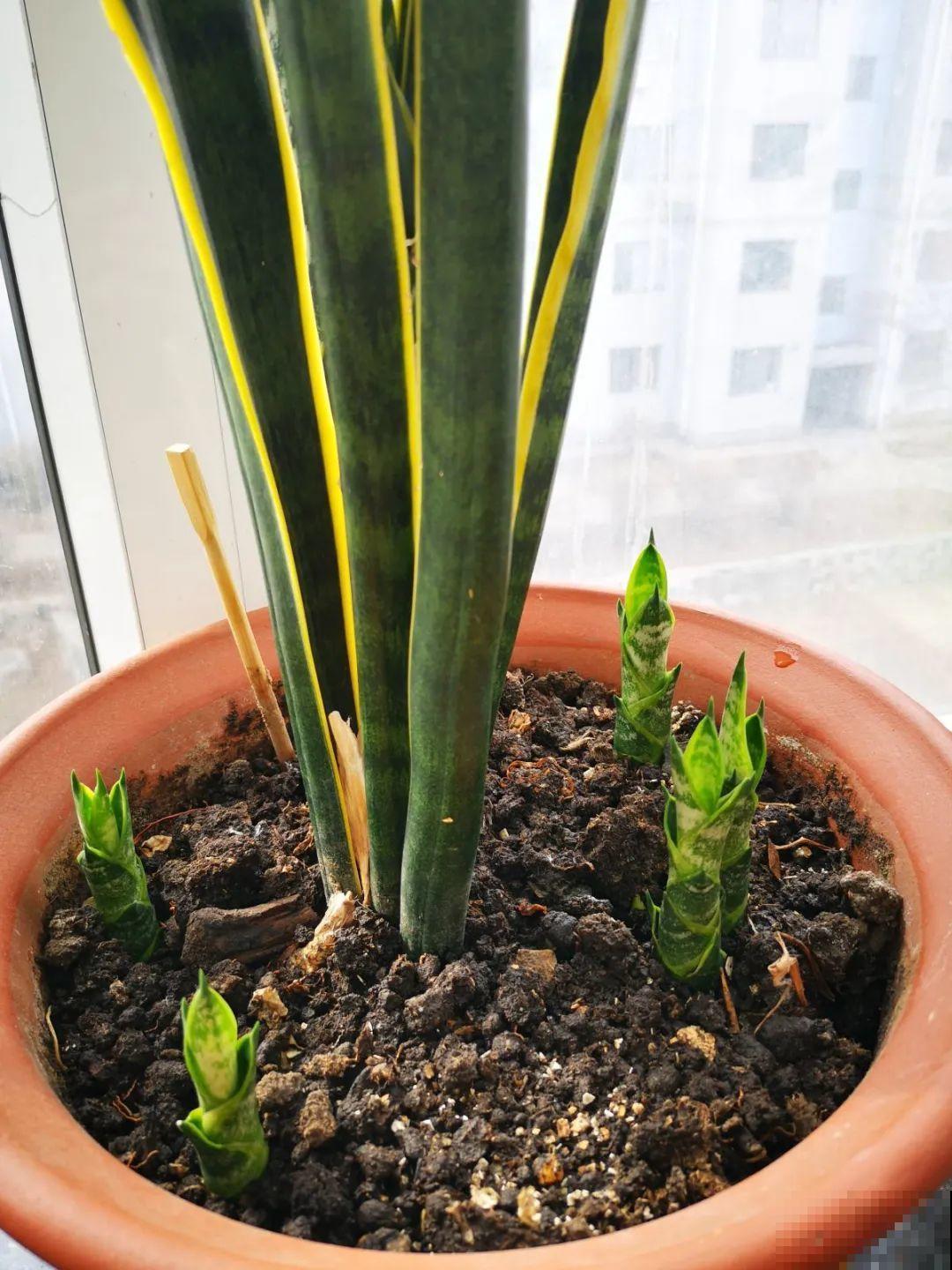 想省心就养这些花,没有病虫害,就爱开花! 想省心就养这些花,没有病虫害,就爱开花!