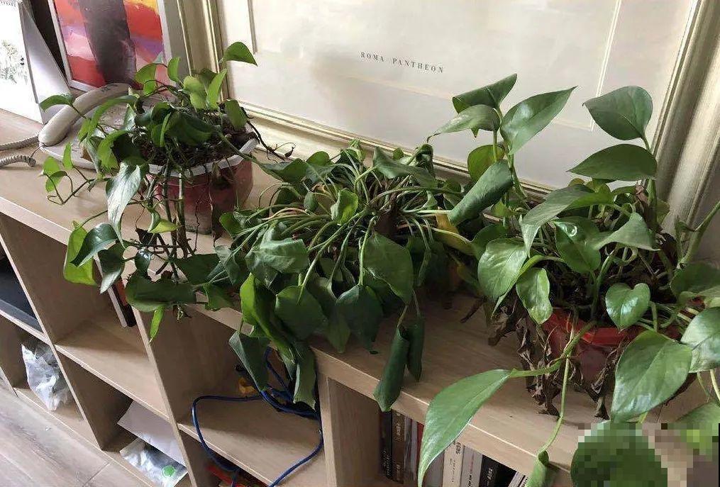 秋天降温快，家里养这9种花，要赶紧搬进屋了