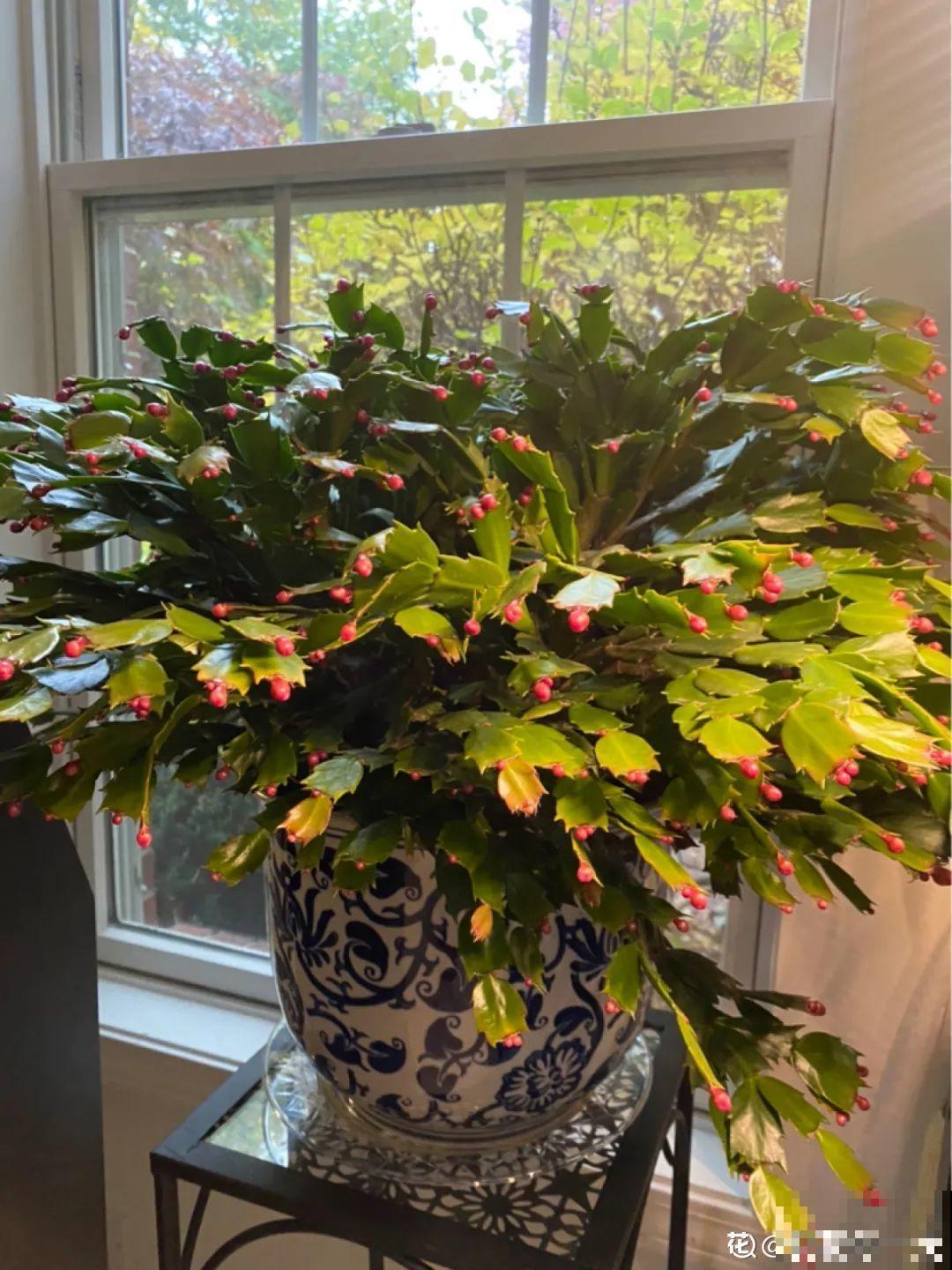 蟹爪兰冒了100个花苞，被她剪了70个，心疼！