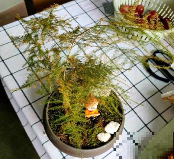 这3种问题要注意，叶子枯黄，画面丑到哭！