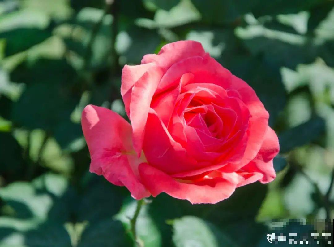 你在哪个城市，最适合养的花就是它！