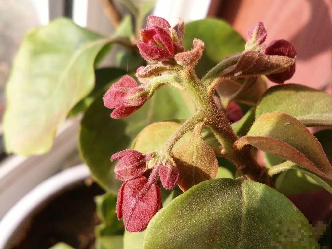 秋天降温快，家里养这9种花，要赶紧搬进屋了