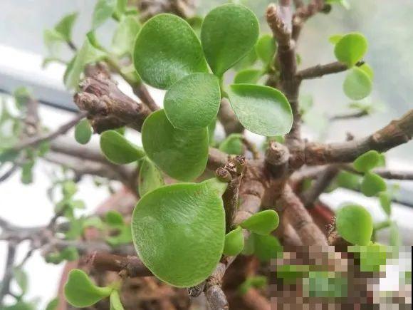 11月,千万别买这种花,养不活惹一肚子气! 11月,千万别买这种花,养不活惹一肚子气!