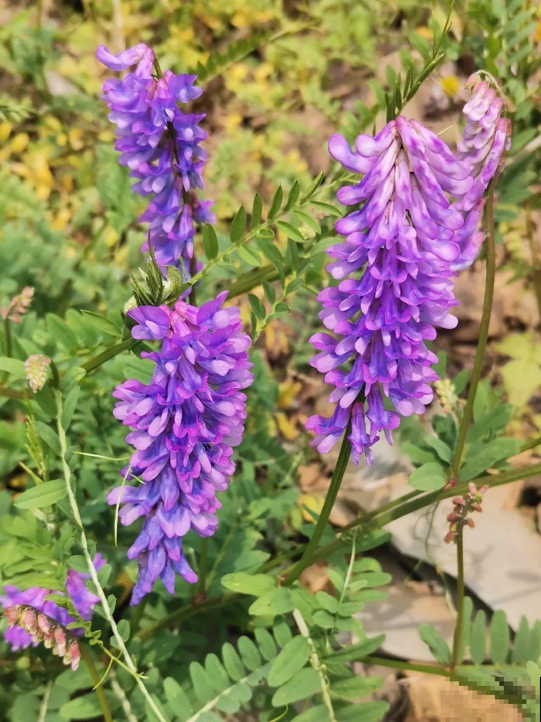 这种花很稀罕,以前喂猪没人要,现在抢破头! 这种花很稀罕,以前喂猪没人要,现在抢破头!