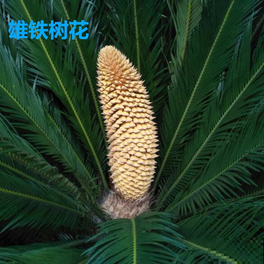 铁树开花，生了一窝“蛋”，千万别乱掏！