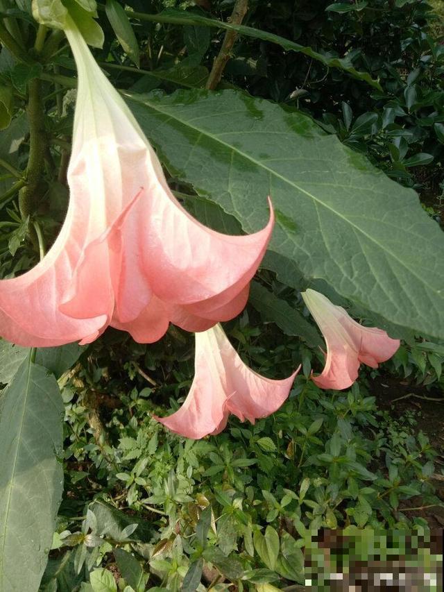 家里养了猫咪，这6种花不能在家养，不然惹来大麻烦！