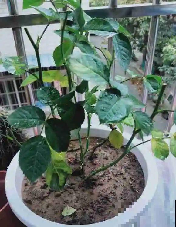 离家半个月，回来花全死了，别扔，还有救！